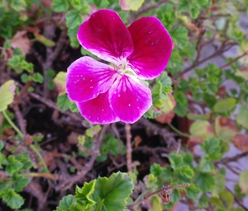 cultivar/ibrido di Pelargonium crispum (Geraniaceae)